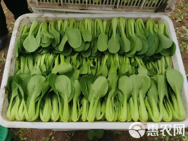 上海青全年不断货，小青菜，油菜，供平台，市场，超市各种规格。