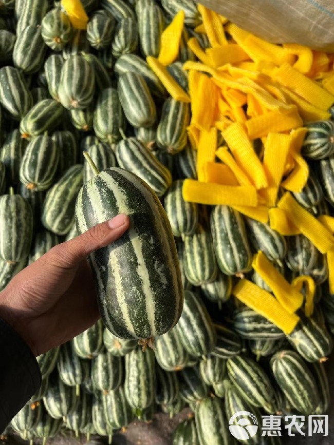 博洋甜瓜 博洋9大量上货 量大价优