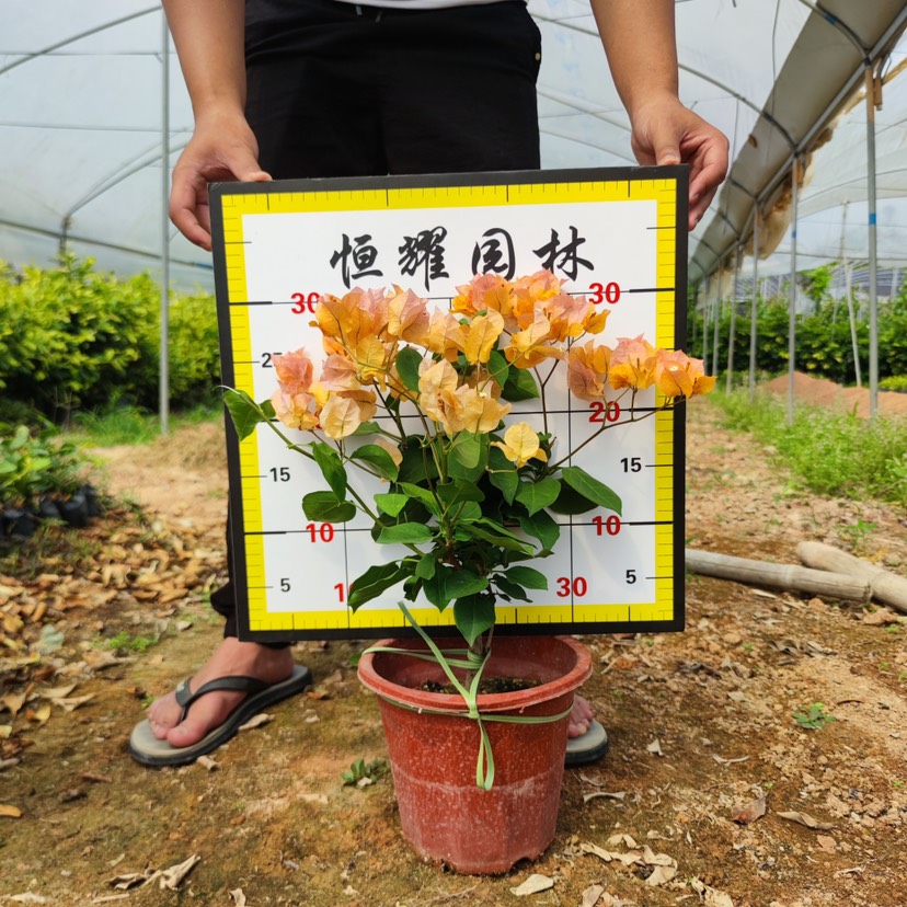 【黄花三角梅】5斤袋7斤袋各种规格 福建漳州基地直发