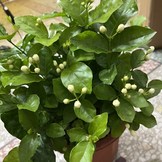 横州市重瓣茉莉 茉莉花之都横县茉莉花批发  盆栽 连盆