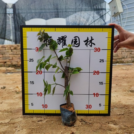漳浦县【中国红三角梅】5斤袋7斤袋各种规格 福建漳州基地直发