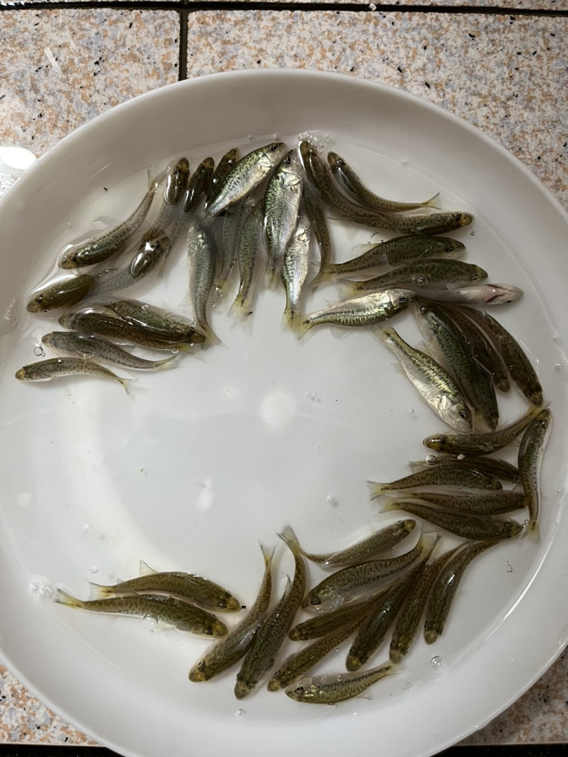 鲈鱼苗、加州鲈鱼苗、淡水优鲈鱼苗、大口黑鲈路亚鱼苗