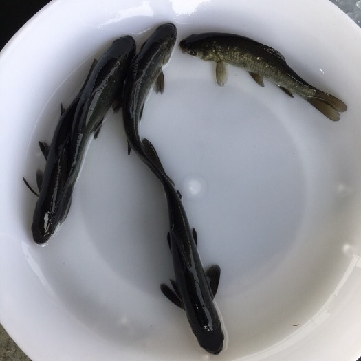 东莞市正宗青鱼苗淡水黑鲩乌青鱼螺蛳青鱼苗，自家养殖直销