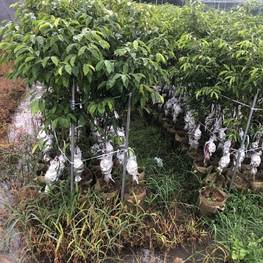 茂名沉香棋楠嫁接苗 虎斑棋 树心棋