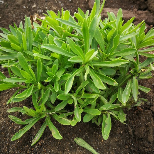 通许县救心菜，费菜