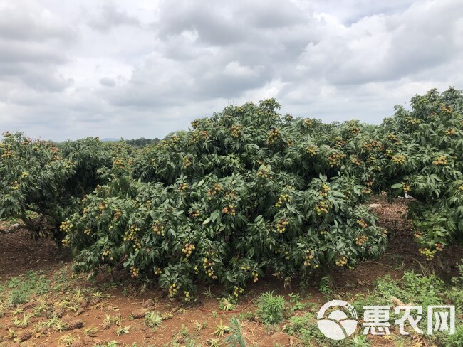 海南妃子笑荔枝新鲜水果三门坡荔枝产地直销支持落地配冷链一件代