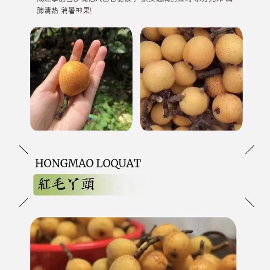 杭州枇杷上市
