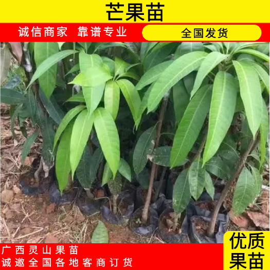 灵山县贵妃芒果苗 广西红贵妃四季芒果嫁接苗，适合庭院地栽