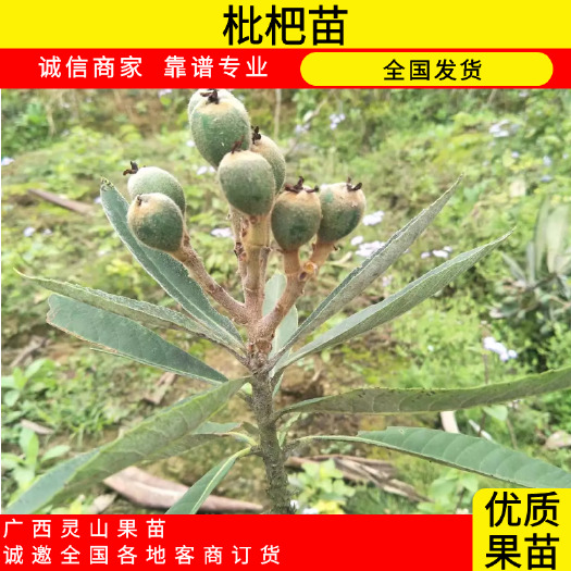 灵山县大五星枇杷苗