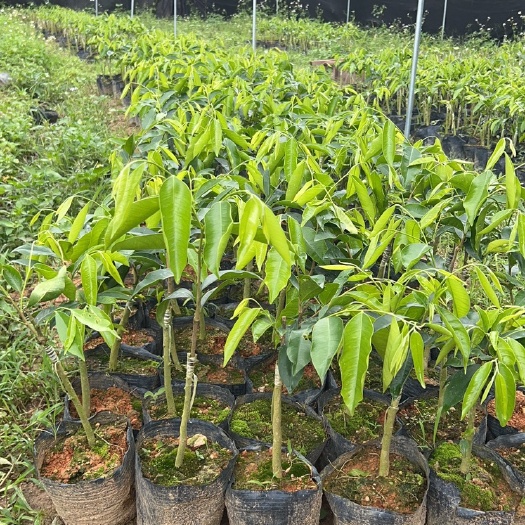 茂名沉香棋楠凹身品种。