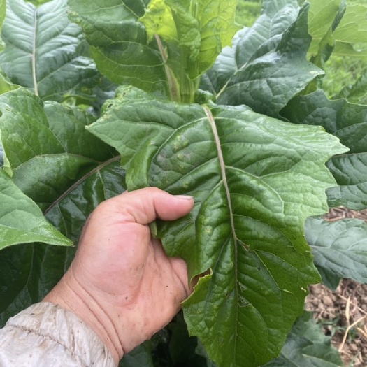 串叶松香草 教授菊 华夏神菊 蛋白菊