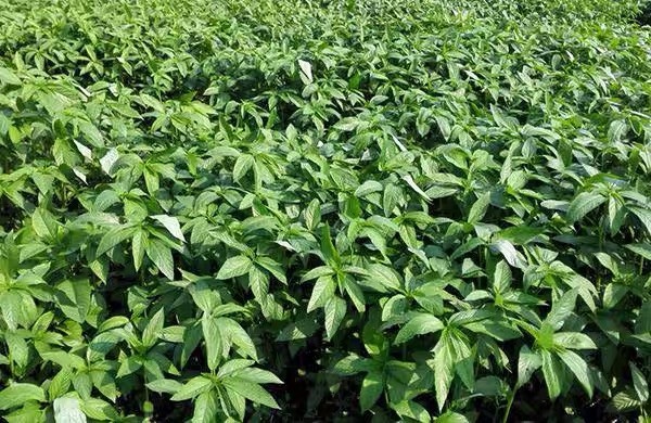 帝王菜 莫洛海芽 菜用黄麻
