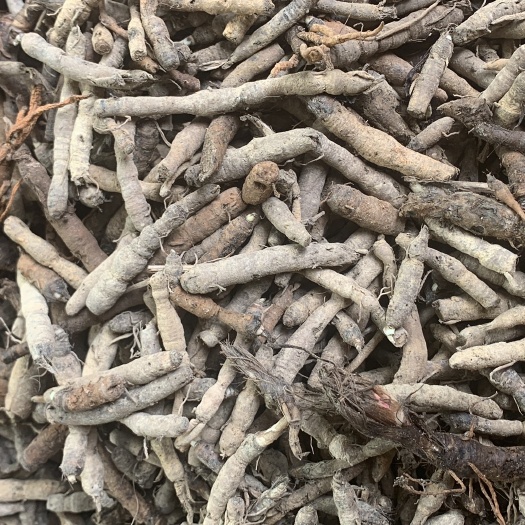 仙茅 小棕根 云南产区一手货源 量大从优