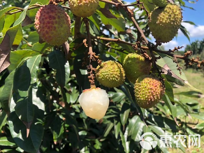 海南妃子笑荔枝新鲜水果三门坡荔枝产地直销支持落地配冷链一件代