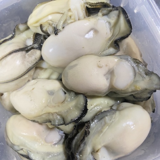 诏安县大蚝2+，一斤5个左右，肥度很好