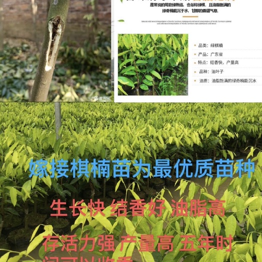 茂名正宗棋楠沉香嫁接苗绿棋楠