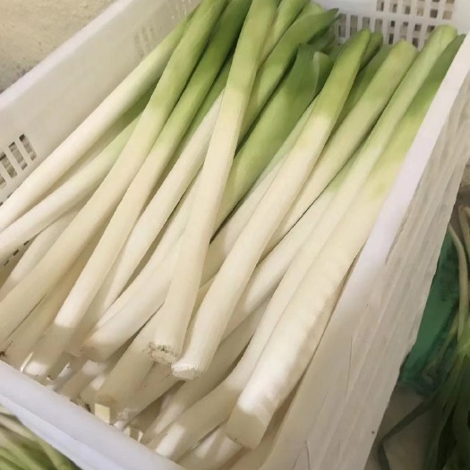 济南章丘大葱净葱长白大葱