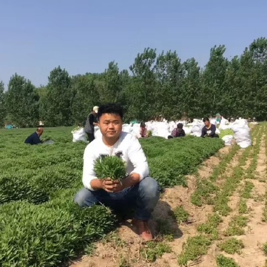 郓城县救心菜 养心菜 高钙菜