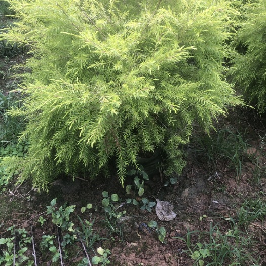 南靖县黄金宝树