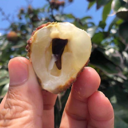 海口海南妃子笑荔枝新鲜水果三门坡荔枝产地直销支持落地配冷链一件代