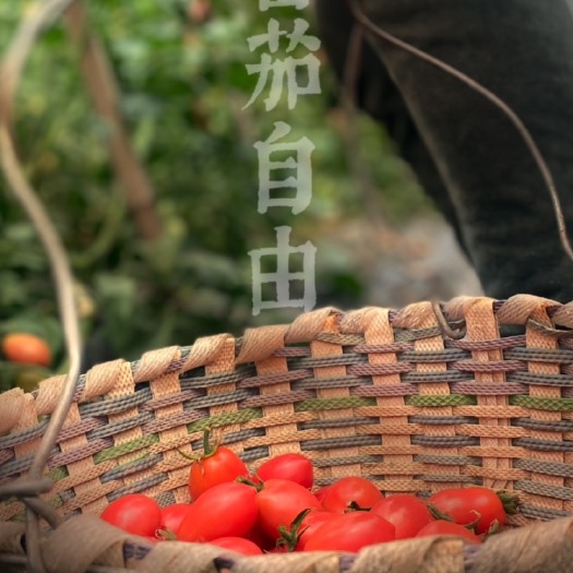 宁波本地千禧圣女果