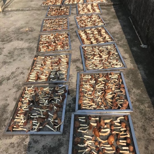 阳山县红松茸干品