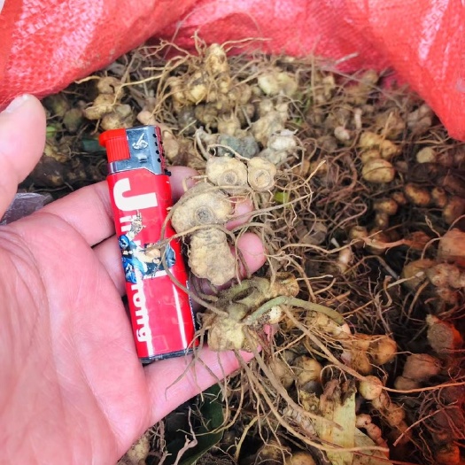 凤凰县药典品种 纯多花姜型甜黄精小块茎
