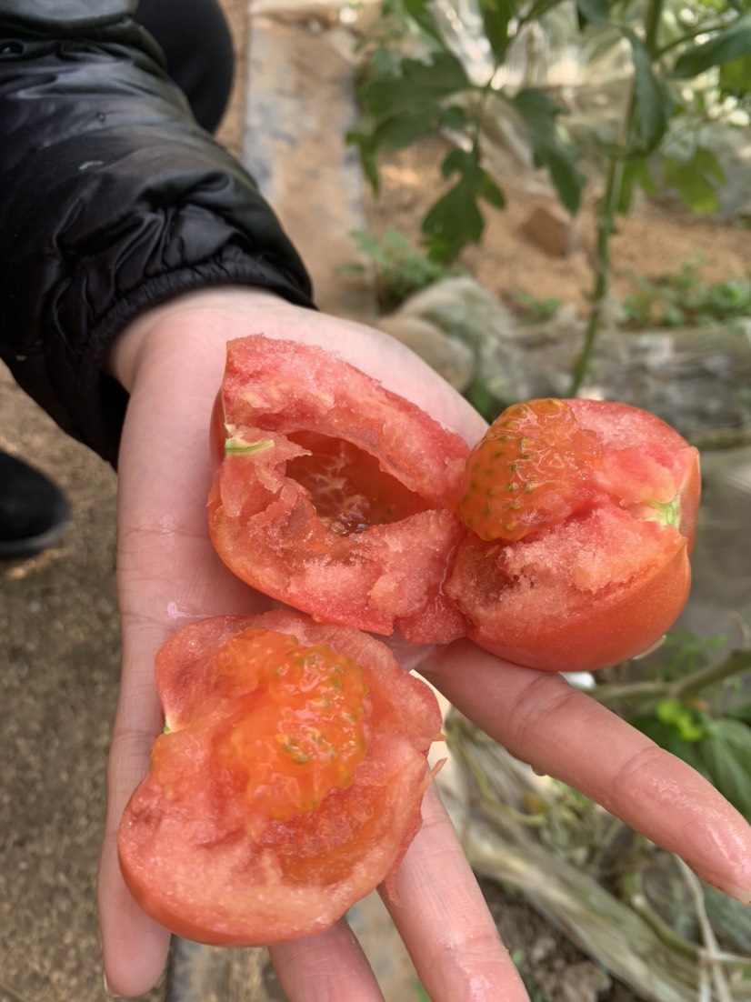 普罗旺斯番茄 普罗旺斯礼品盒装式