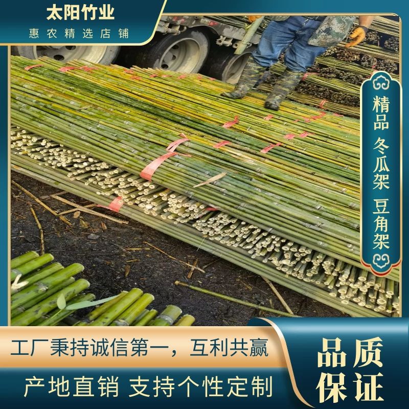 耒陽市菜架竹  竹竿  精品2.2米至2.8米 冬瓜架  豆角架