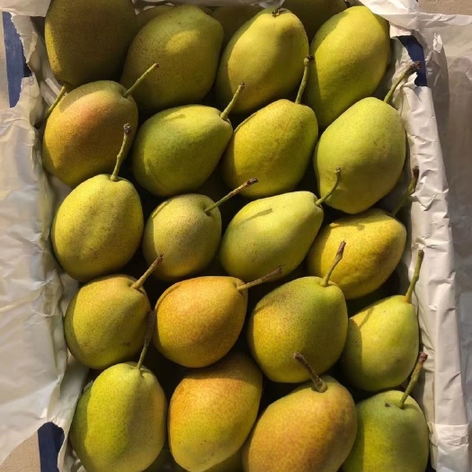 绥中县各品种梨，辽宁绥中产地，质量保证，可长期供应不断货