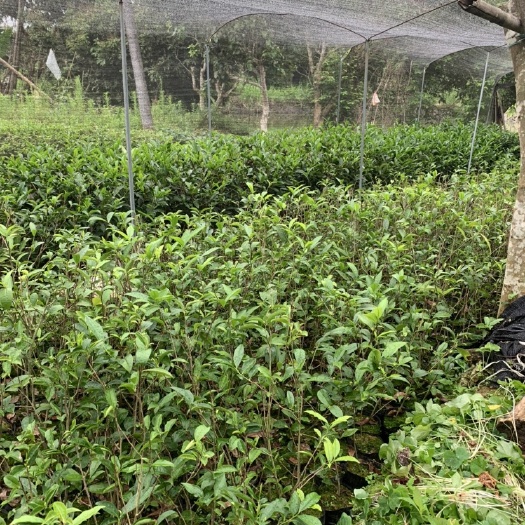 饶平县凤凰单枞茶苗