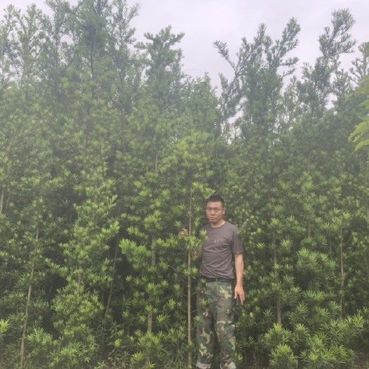六盘水罗汉松