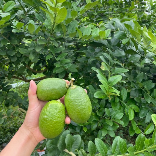 翁源县广东香水柠檬打包出货，欢迎来撩