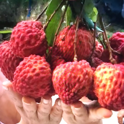 广州增城荔枝，自家种自家打药，挑选果