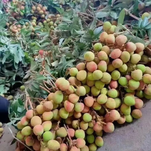 徐闻县荔枝