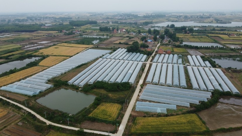 肥东县螺丝椒、薄皮椒特卖。地址：合肥市肥东县响导乡200亩大棚