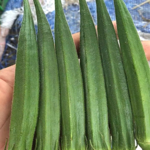 恩平市黄秋葵