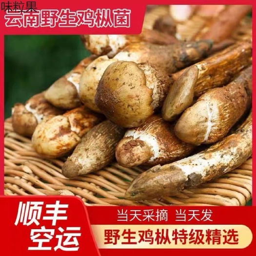 昆明云南鸡枞菌  新鲜特级骨朵鸡枞菌 松茸牛肝菌 顺丰包邮