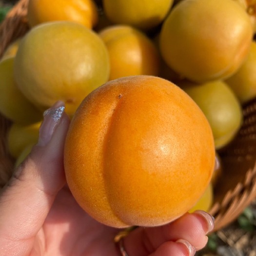 大棚金太阳大黄杏，电商一件代发对接，杏味浓厚，酸甜可口，
