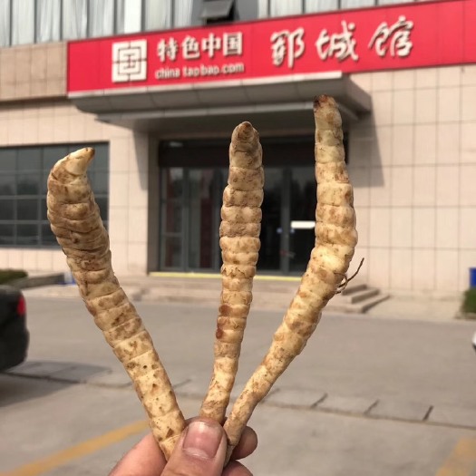 郓城县山东产地直发地参干品 虫草参干 泽兰根 自然生晒 无硫无蒸