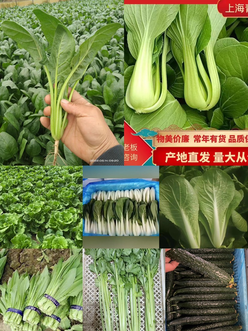 青油麦  油麦菜精品，支持全国批发商，电商，超市，合作。