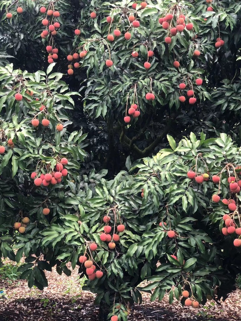 白糖罂荔枝
