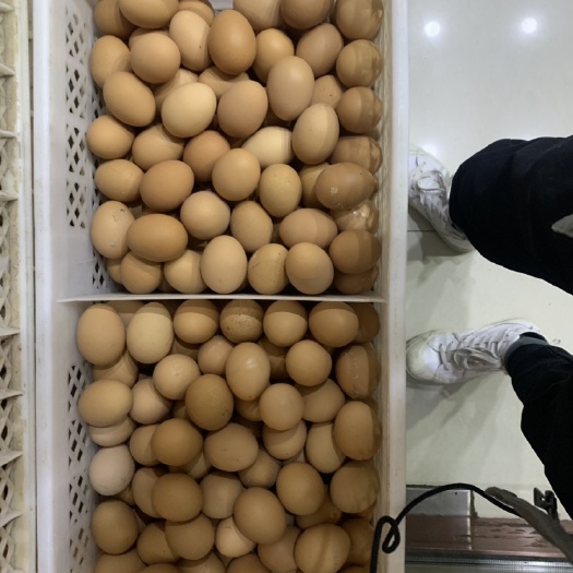 长春鲜鸡蛋