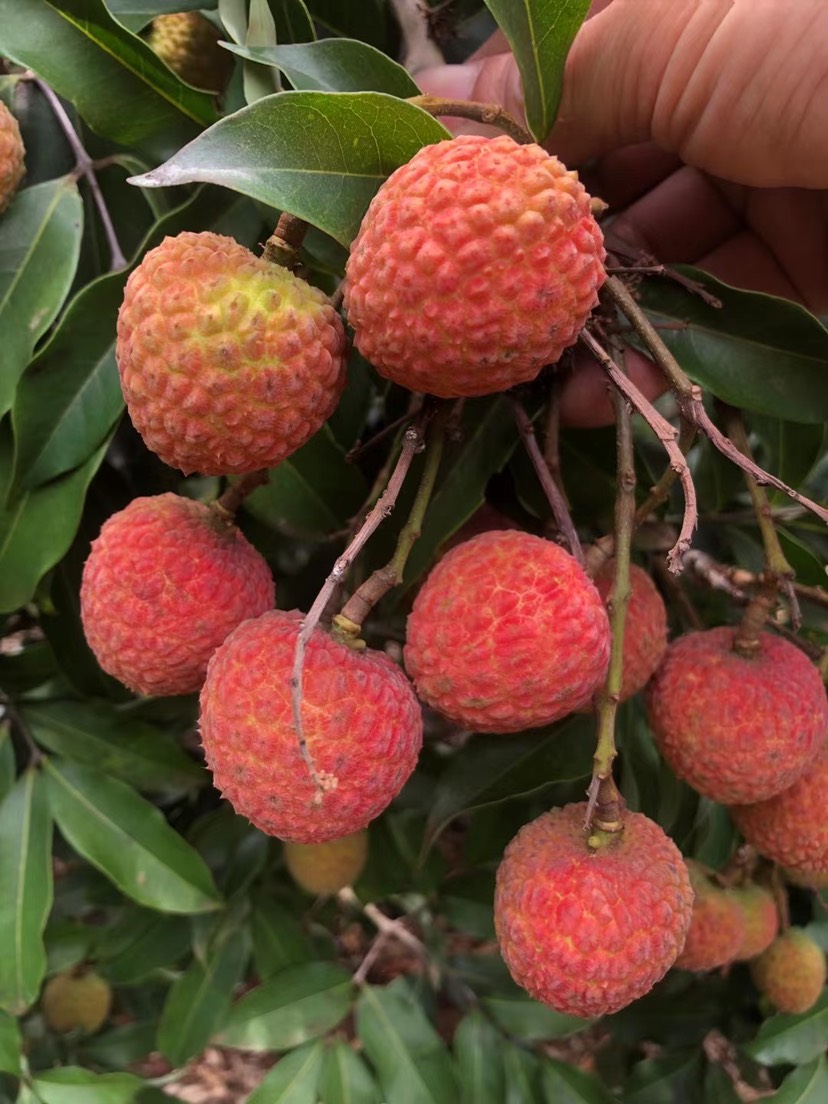 白糖罂荔枝