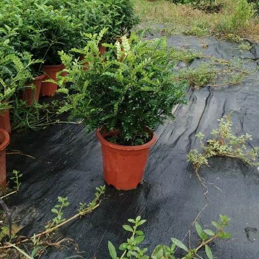 佛山胡椒木盆栽 胡椒木清香木