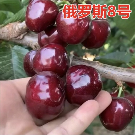 秦皇岛樱桃品种：美早，沙密豆，俄罗斯8号
