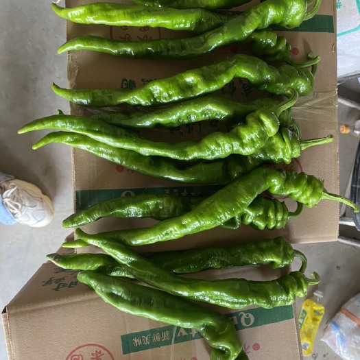夏县辣椒旺季，质量没得说，