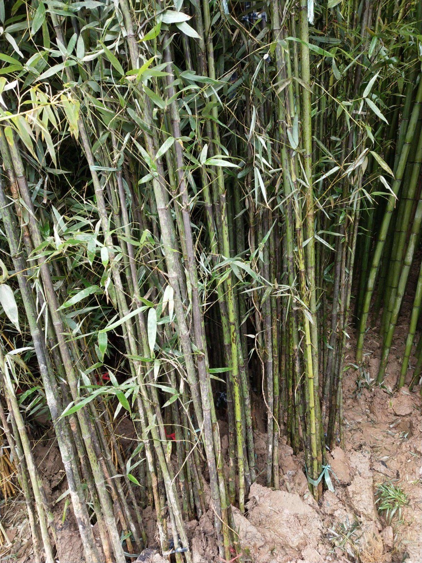 中国古美術 古時代 斑竹 筆入 墨入 班竹 香妃竹 湘妃竹 EJ11B-11 中国古美術 古時代 斑竹 筆入 墨入 班竹 香妃竹 湘妃竹