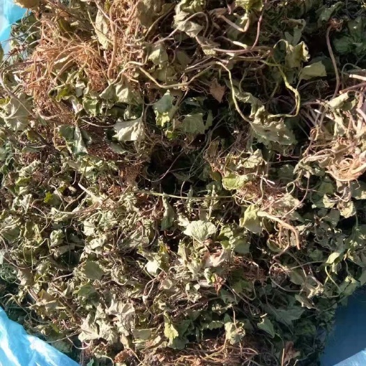 环江县积雪草 雷公根，干货，鲜货