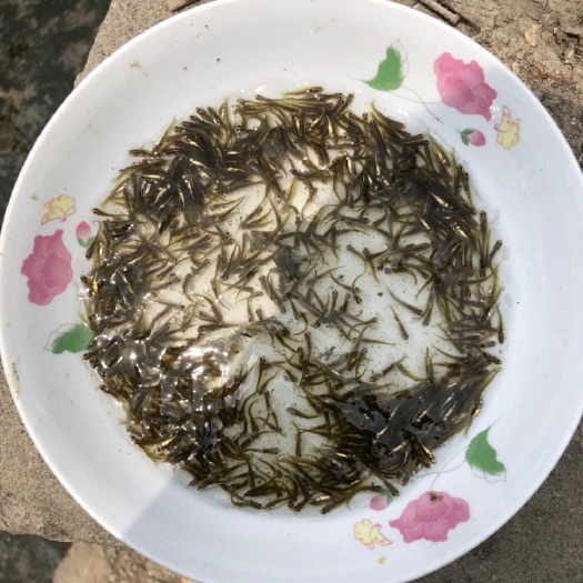 常州青鱼苗夏花乌子 乌青 螺蛳青